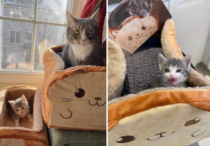 Без кота и жизнь не та