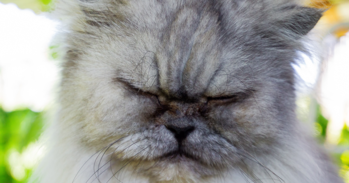 7 признаков недовольства кошки: как реагировать  домашние животные,наши любимцы