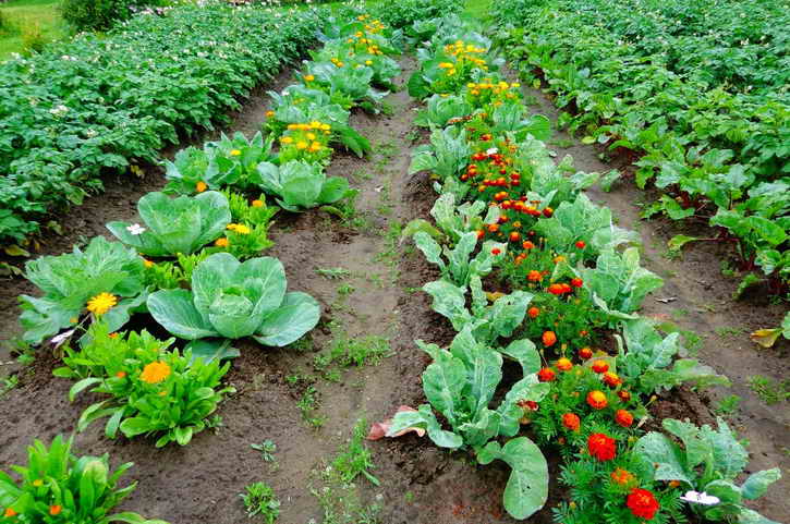 как правильно выращивать овощи