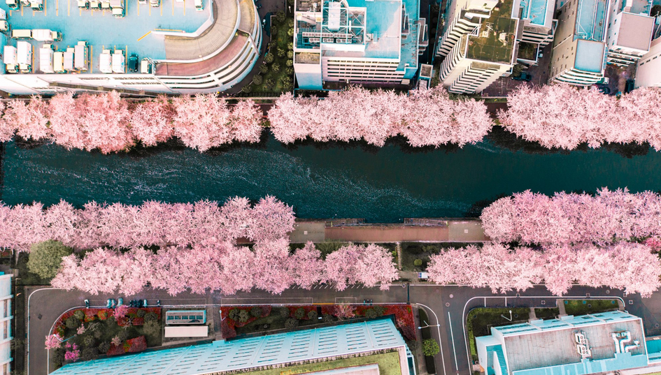 Фотограф заснял, как в Токио ″внезапно″ зацвела сакура. И это что-то! Фотограф заснял, как в Токио ″внезапно″ зацвела сакура. И это что-то! страны,туризм