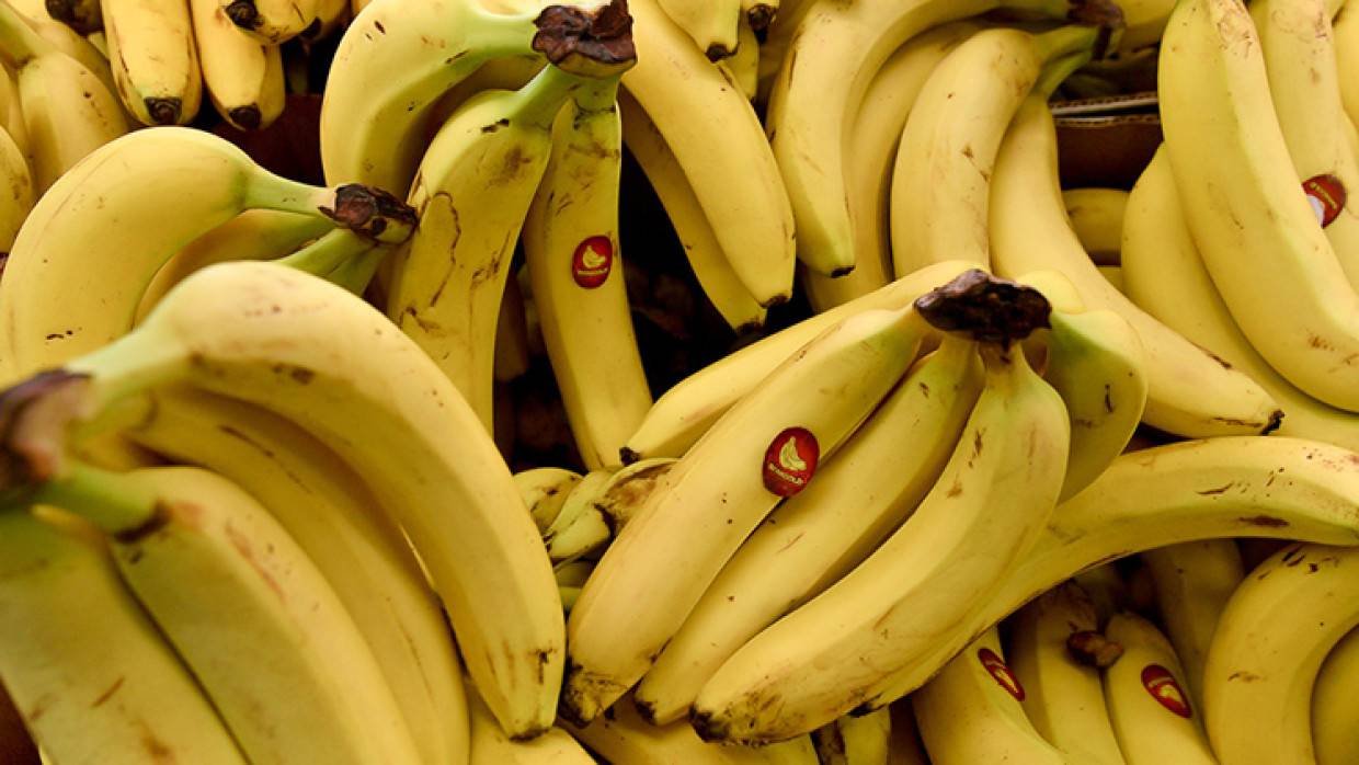Вред бананов для мужчин. Бананы. Сорта бананов с фото. Бананы исчезают. Банан для кишечника.