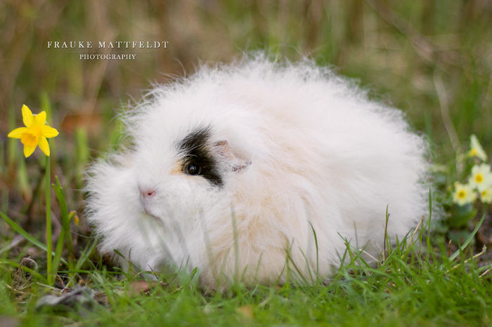 Long-haired-guinea-pigs