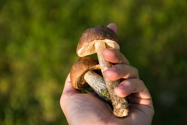 7 опасных для здоровья мифов о грибах грибы, ядовитых, грибов, ядовитые, связано, грибами, может, поэтому, мифов, человека, абсолютно, гриба, например, чернеет, отваре, опасная, улитки, Например, грибах, насекомых
