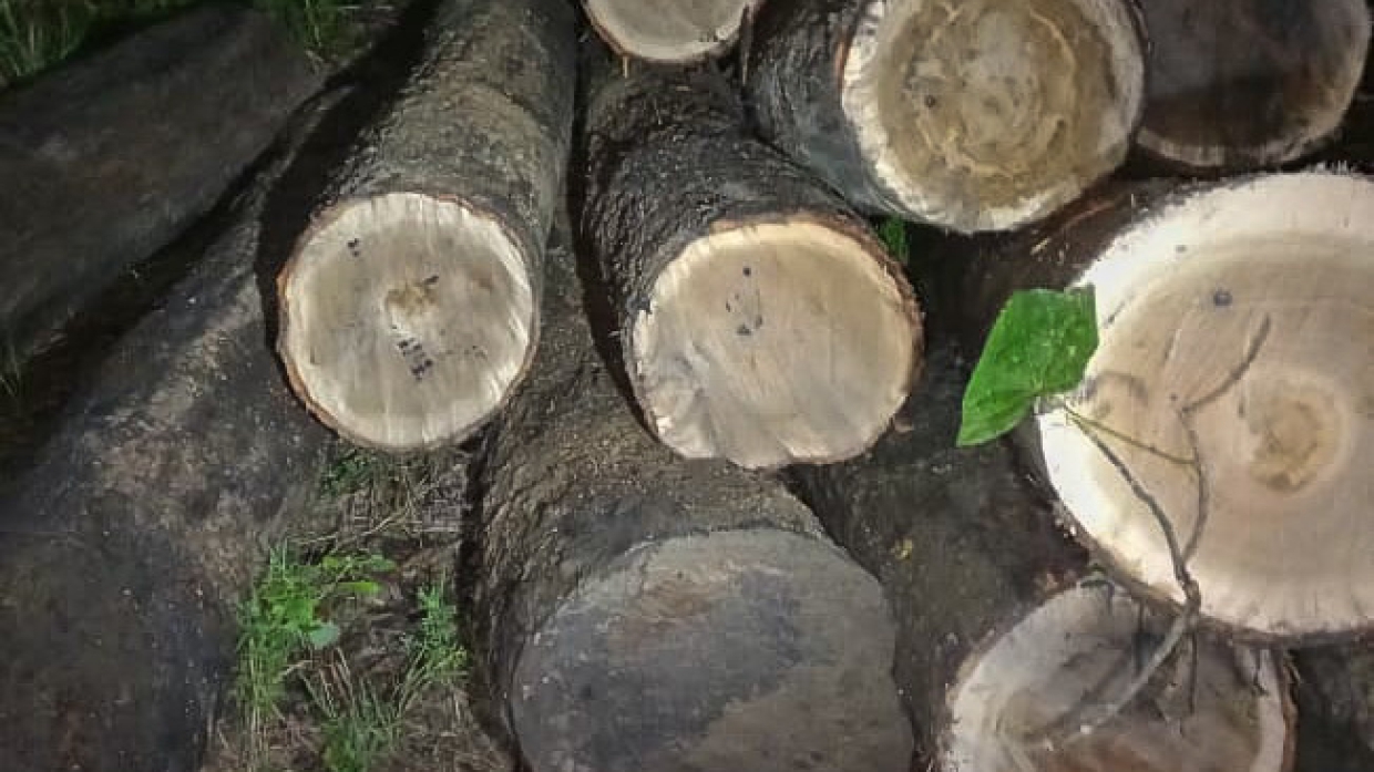 Сотни кубометров древесины изъяли у черных лесорубов в Приморье