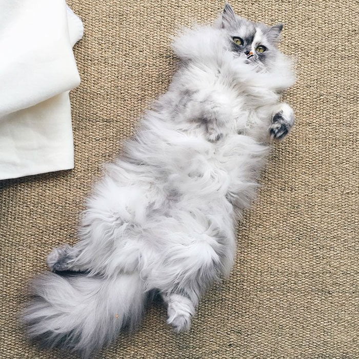 Без кота и жизнь не та