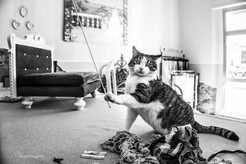 Фотограф запечатлела 14 очаровательных котов, которые заняты работой идеи и вдохновение,хобби