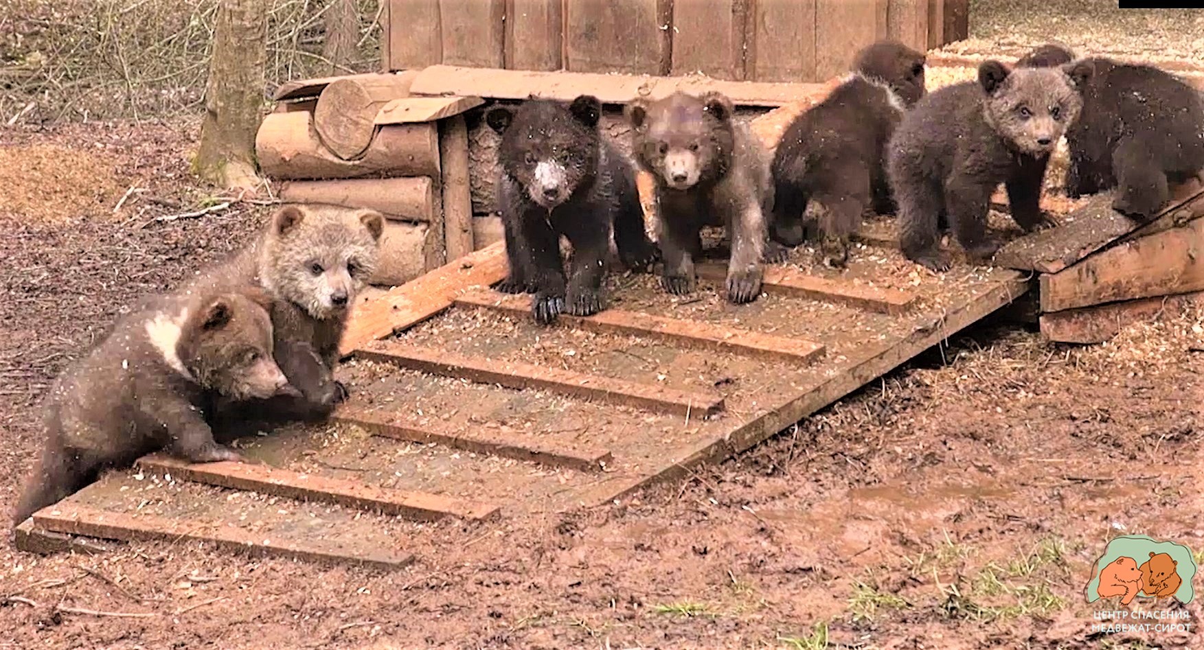 Приют для медвежат сирот Тверская область