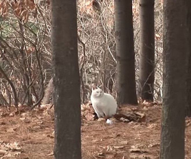 Бездомный кот ждал своего хозяина в лесу и толстел по неизвестным причинам