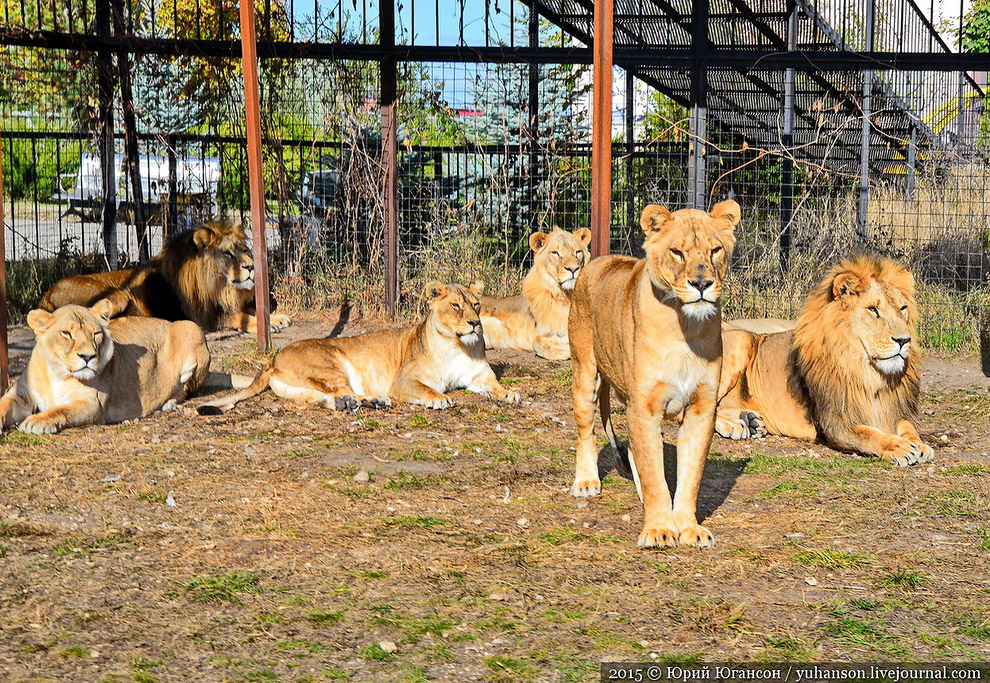 Сафари-парк Тайган в Крыму