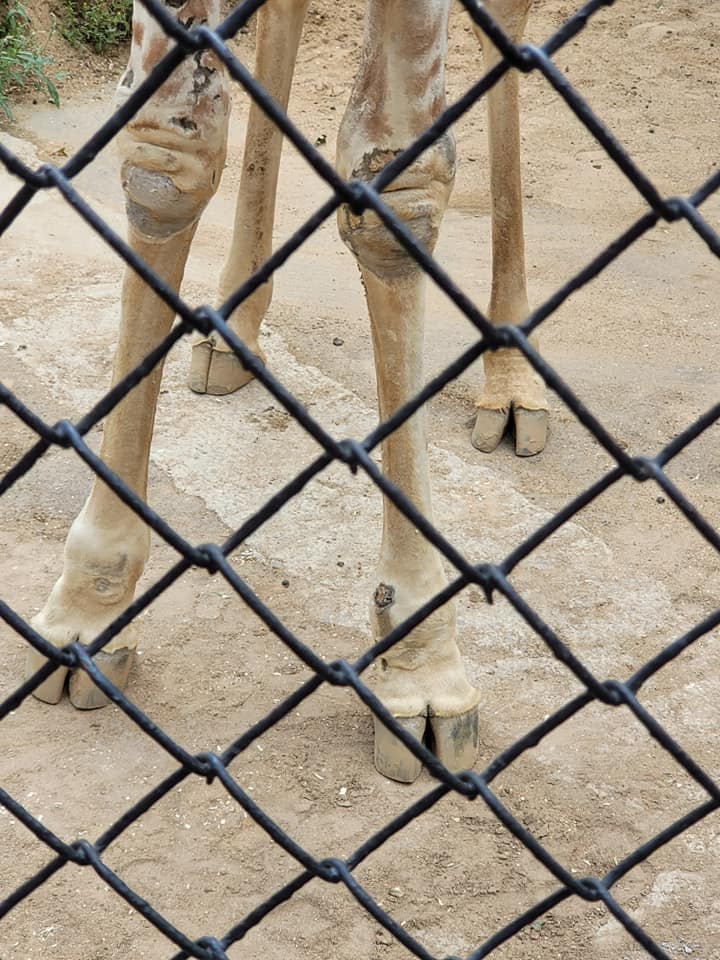 Василий Устюжанин: Простите, я высокий Василий Устюжанин: Простите, я высокий Общество