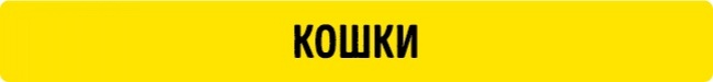 Простой способ определить возраст собак и кошек в человеческих годах