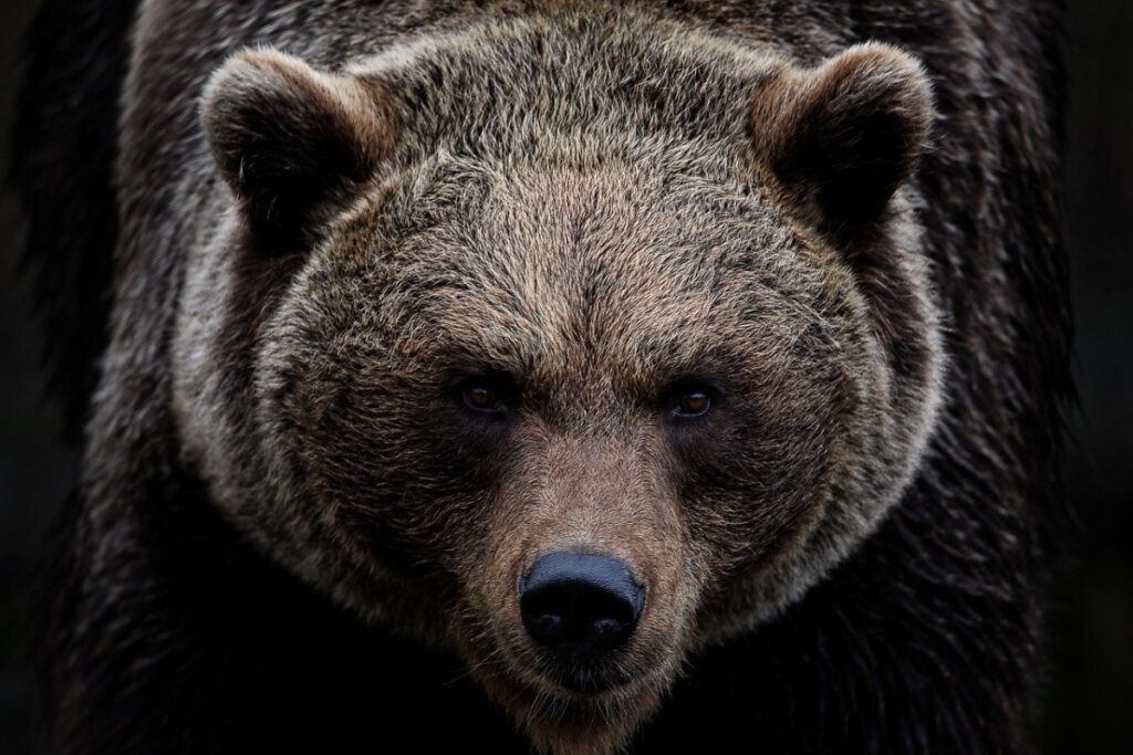 Три медведя напали на жителя Башкирии во время пробежки