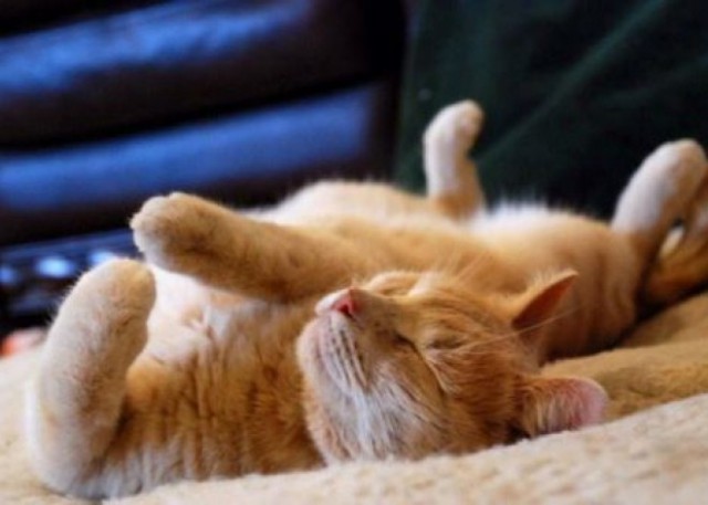 Спим в неожиданных местах и позах