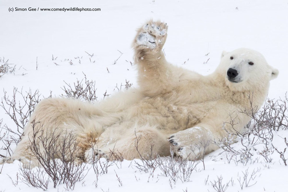 Самые смешные кадры Comedy Wildlife Photography Awards 2018