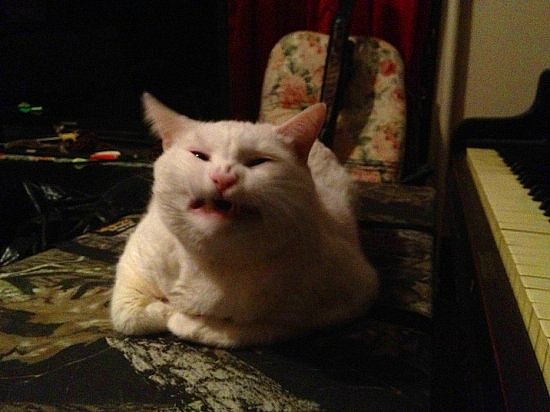 НЕфотогеничные кошки... Да, да, и такие бывают!