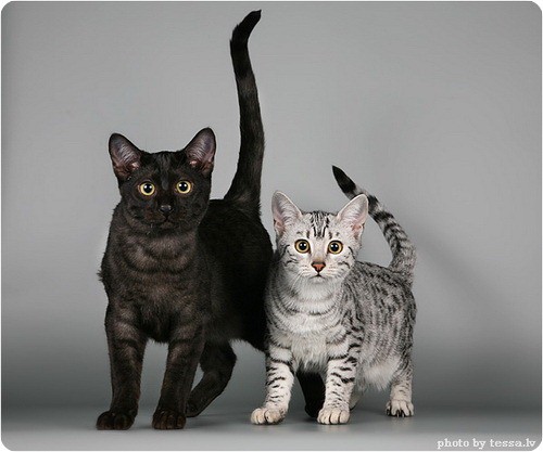 ЕГИПЕТСКАЯ МАУ животные, коты, породы кошек с фотографиями