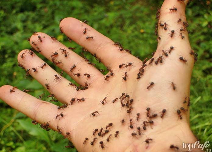 Почему важны насекомые: Муравьи