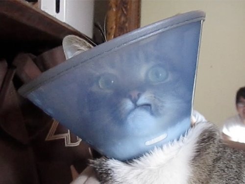 Смешные кошки и собаки в медицинских конусах животные,собаки,юмор и курьезы