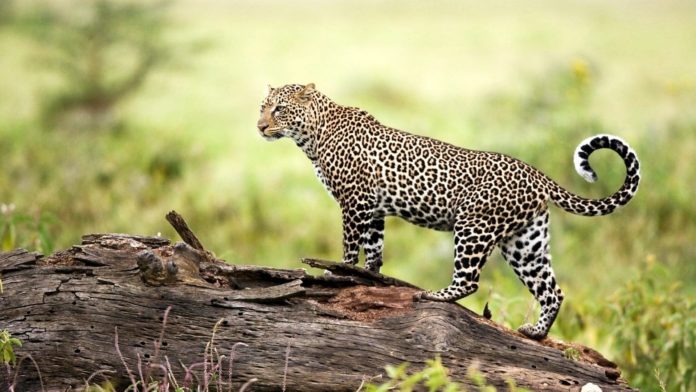 https://o-prirode.ru/wp-content/uploads/2018/05/dalnevostochniy-leopard-696x392.jpg