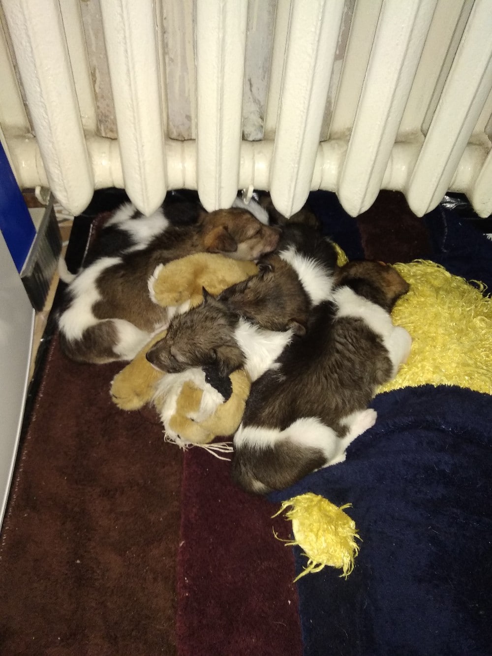 щенки у батареи