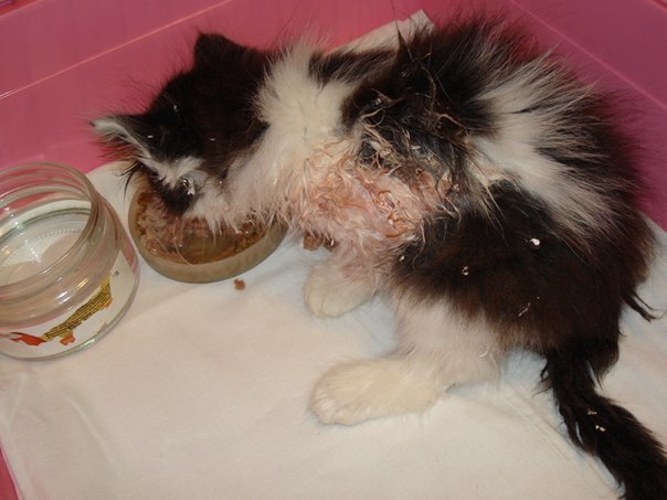 Дети скинули котенка с 8 этажа, а потом наблюдали, как он падал вниз… Дети скинули котенка с 8 этажа, а потом наблюдали, как он падал вниз… истории из жизни