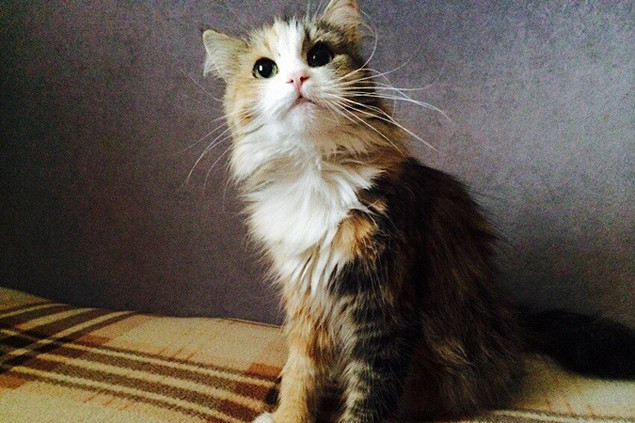 Василий отбил ребенка от гадюки герои, коты