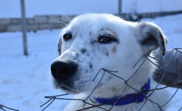 Helens-house-of-hope-A-new-life-for-the-abandoned-and-mistreated-dogs-of-Bulgaria-59db5a3e9fba2__880