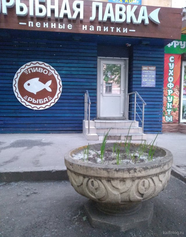 Приколы про лук Приколы про лук