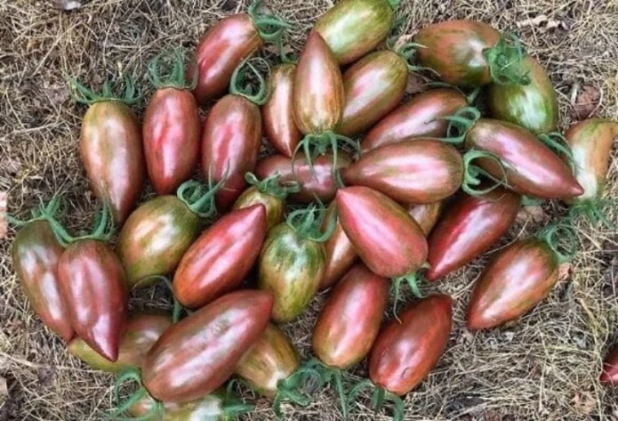 10 самых необычных сортов томатов, которые будут радовать на вкус и цвет дача,сад и огород,советы огороднику