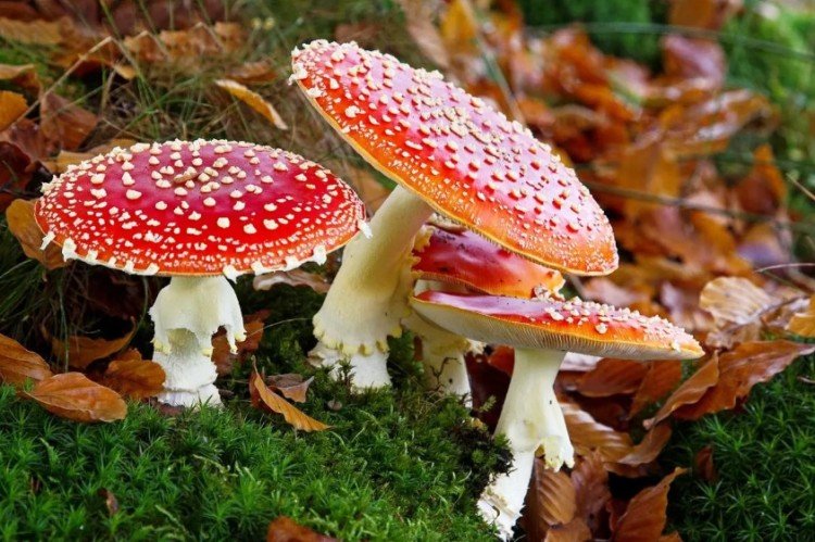 Несъедобные грибы: названия, фото и описания ядовитых грибов грибы,дача,сад и огород,ядовитые грибы