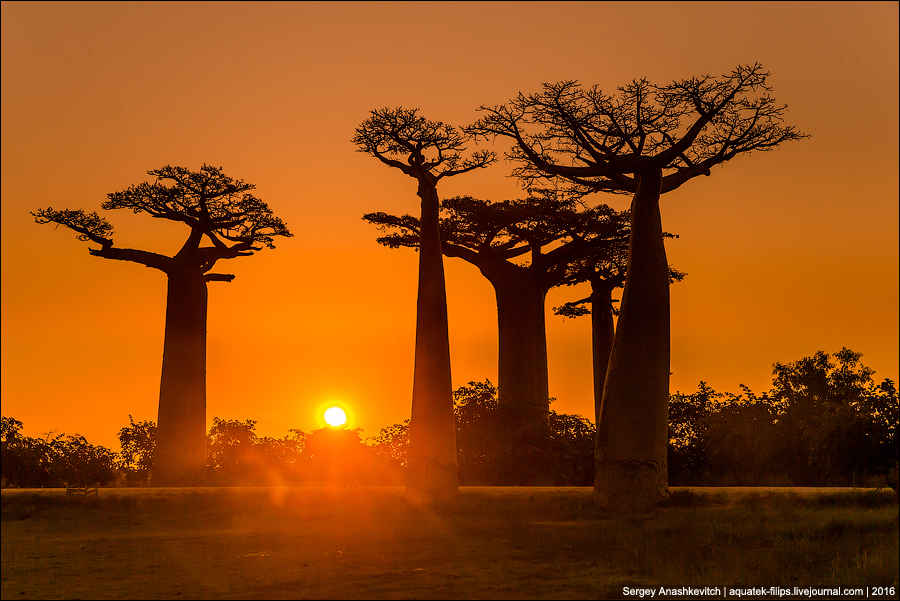 Avenue of the Baobab / Аллея Баобабов