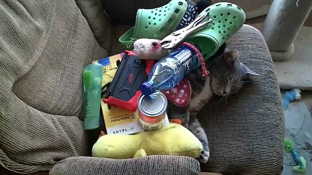 Image result for things on cats