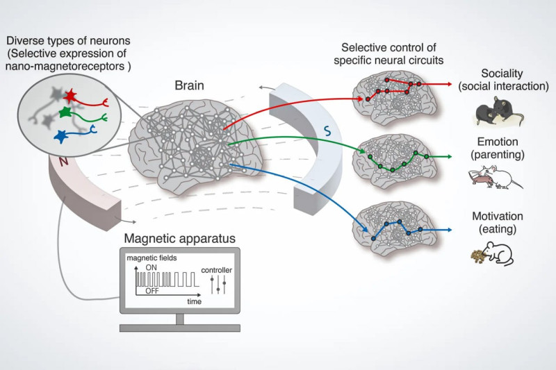 Технология магнитного управления мозгом контролирует аппетит и социальное поведение