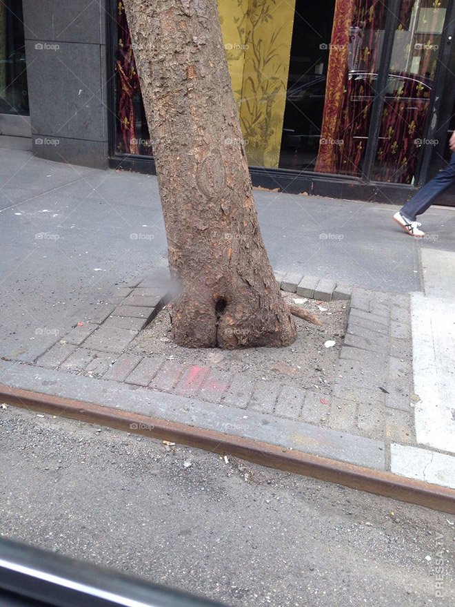 Прикольные деревья, которые выглядят, как человеческие тела 