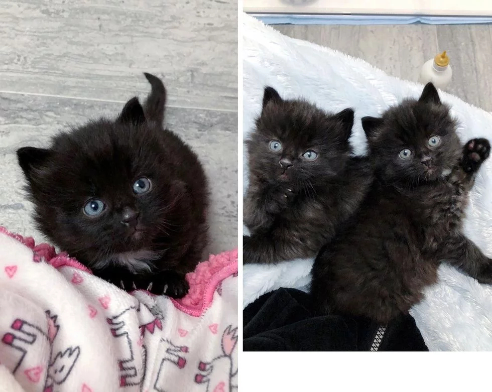 Без кота и жизнь не та