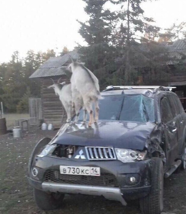 Приезжайте к нам в колхоз - куры, бабы и навоз! 