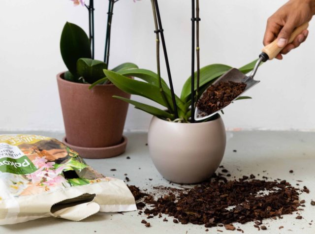 Как правильно пересаживать орхидеи — пошаговая инструкция комнатные растения,цветоводство
