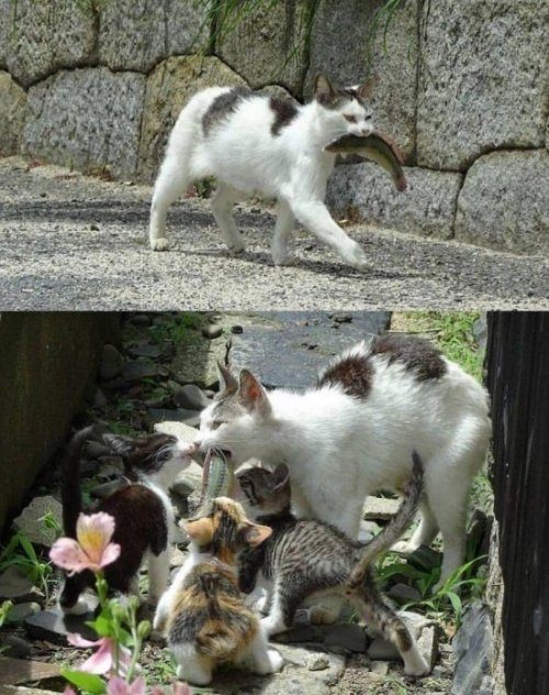 Прикольные картинки на каждый день 