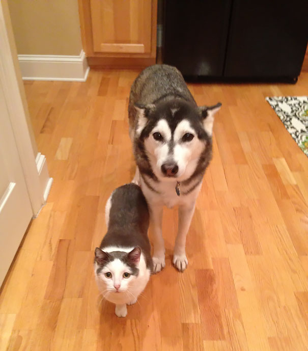 Эти забавные животные: близнецы от разных родителей