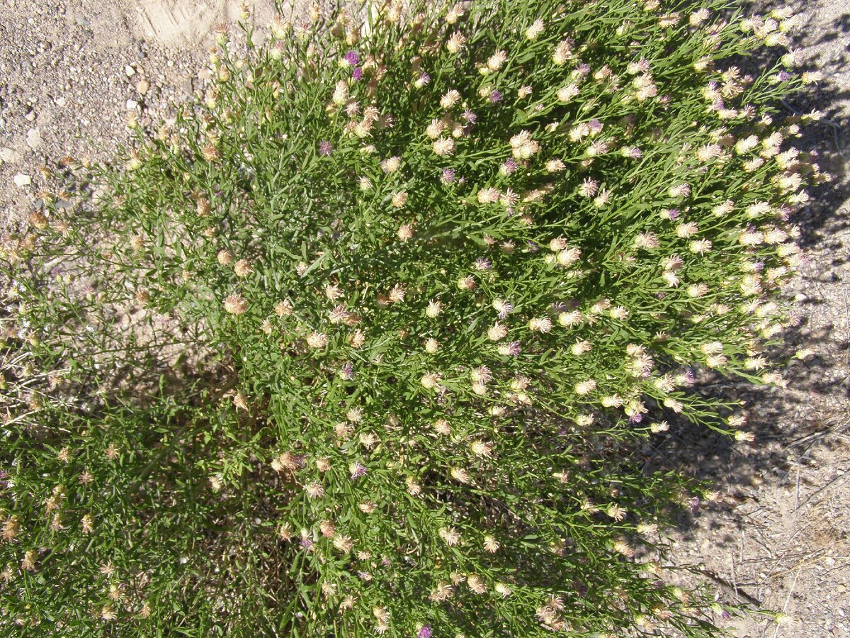 Горчак ползучий. Горчак ползучий (Rhaponticum repens). Горчак розовый. 93. Горчак ползучий (Rhaponticum repens. Приморская ползучий.