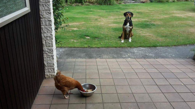 собаки которые смущены происходящим