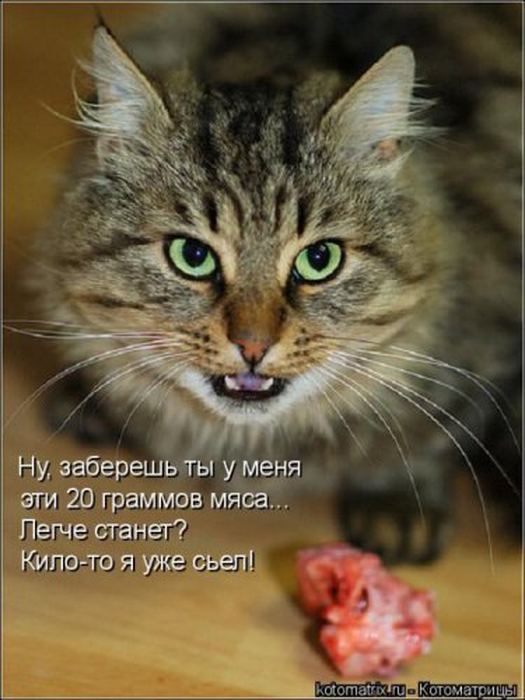 Устал, как собака? Отдохни, как кошка! Устал, как собака? Отдохни, как кошка!