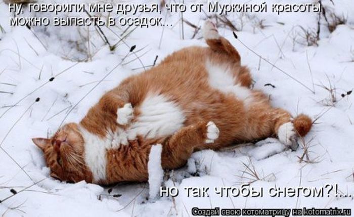 Устал, как собака? Отдохни, как кошка! Устал, как собака? Отдохни, как кошка!