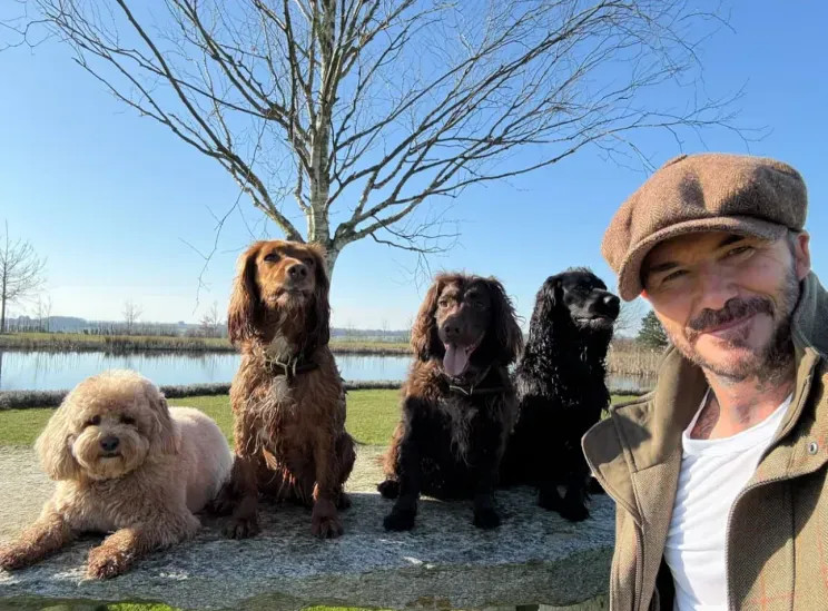 Дэвид и Виктория Бекхэм враждуют с соседями из-за резиденции за 16 млн долларов своей, Дэвида, дороги, разрешение, долларов, Бруклин, установили, местный, вдоль, Виктория, Виктории, совет, которой, стоимость, выросла, масштабных, резиденцию, ремонтных, загородную, работ