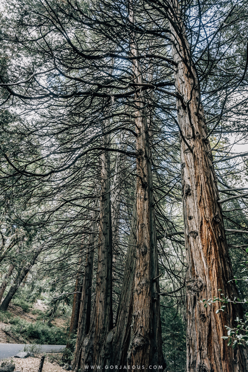 Palomar Mountain State Park-6.jpg