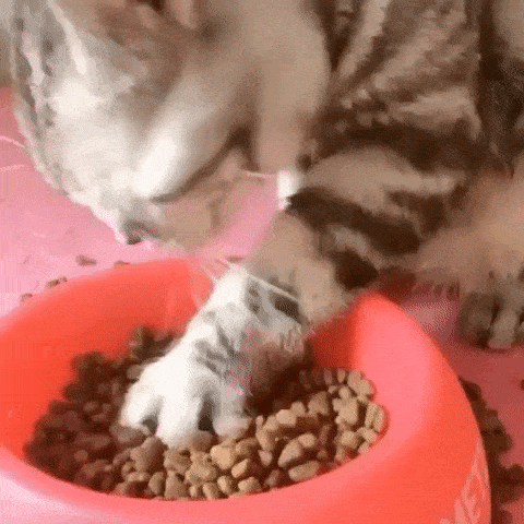 Без кота и жизнь не та Без кота и жизнь не та спасет, животное, спасёт, припёрсси , такую, свободу , хочет , режут, рядом, Потому, слезами , Горькими, плачет , Котэматрёшка Кот, лапки , пострадало , взгляда , планету , последний, Любовь