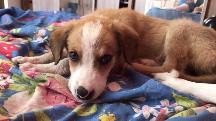 Helens-house-of-hope-A-new-life-for-the-abandoned-and-mistreated-dogs-of-Bulgaria-59db59bdb7ca1__880
