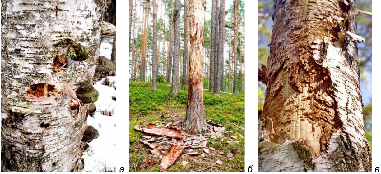  Рис. 5. Примеры больных и мёртвых деревьев, ставших доступными для долбления дятлами. а, в – мёртвые гнилые стволы берёзы со следами кормёжки на них белоспинного дятла; б – мёртвый ствол сосны, ошкуренный желной. Национальный парк «Себежский», 2015-2016 годы. Фото автора.