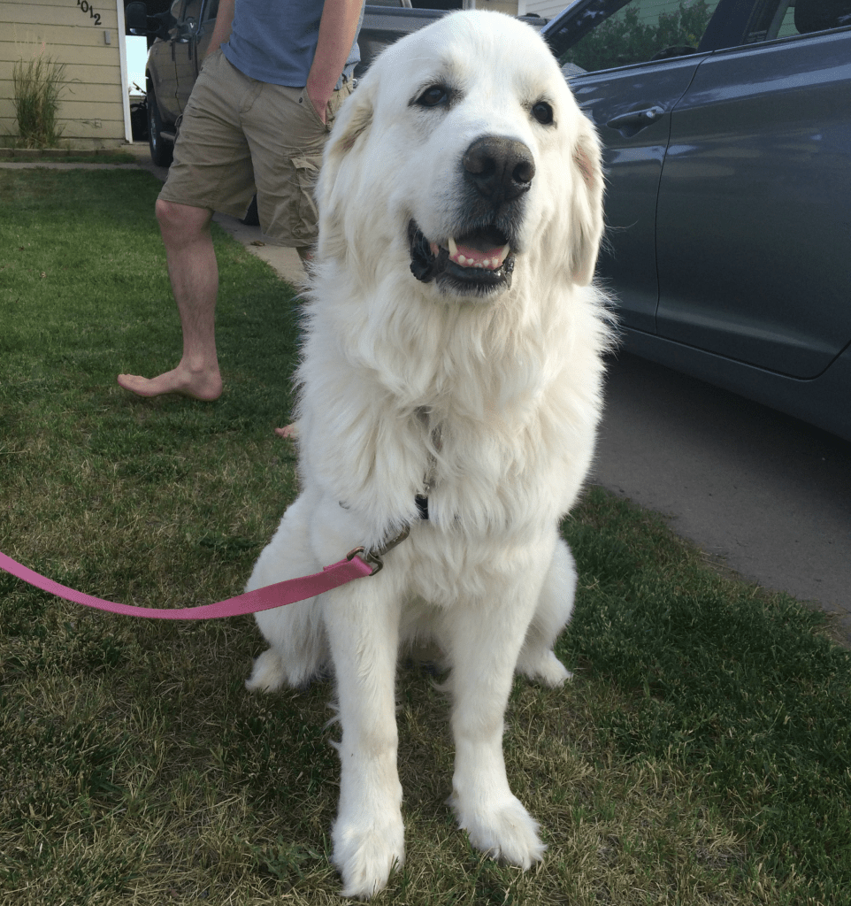 Bell | Great Pyrenees | It's Dog or Nothing