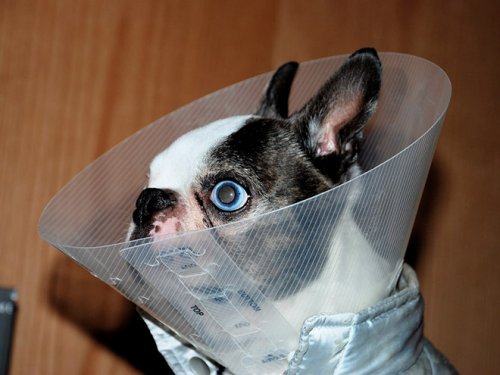 Смешные кошки и собаки в медицинских конусах животные,собаки,юмор и курьезы